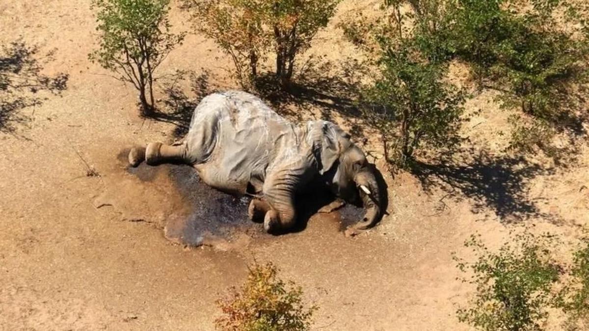 Elefante abatido en África