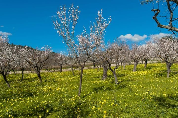 Mandelblüte auf Mallorca