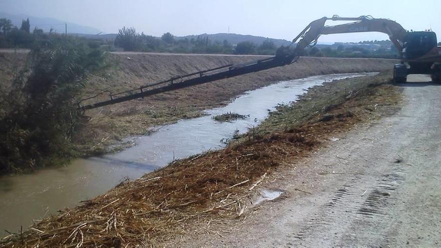 La CHS comienza a limpiar de cañas el río Segura