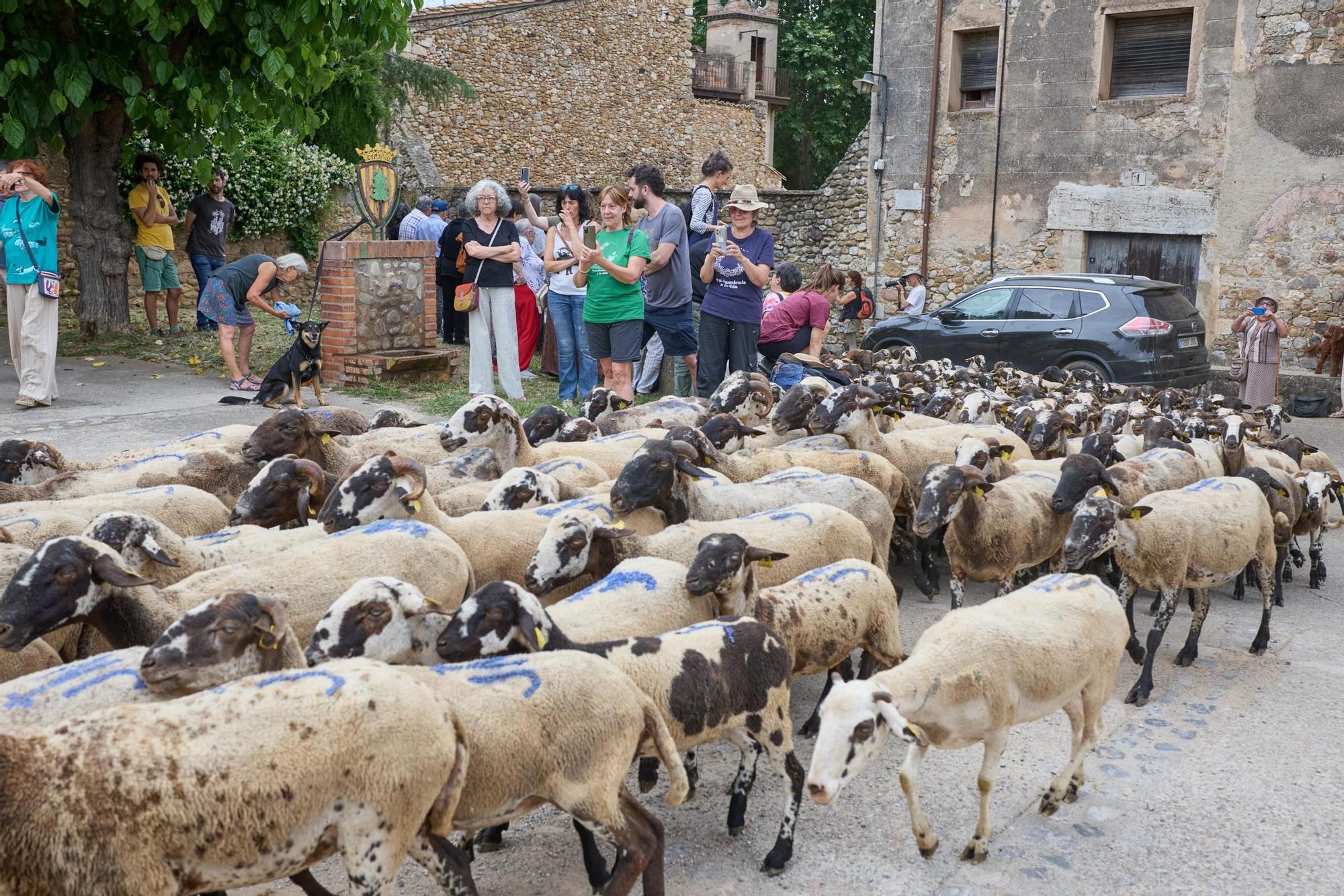 Les fotos de la transhumància del ramat d'ovelles d'Arnau Rubio a Crespià