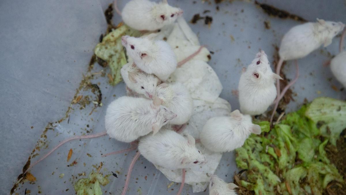 Imagen de los ratones enviados por el Cofib.