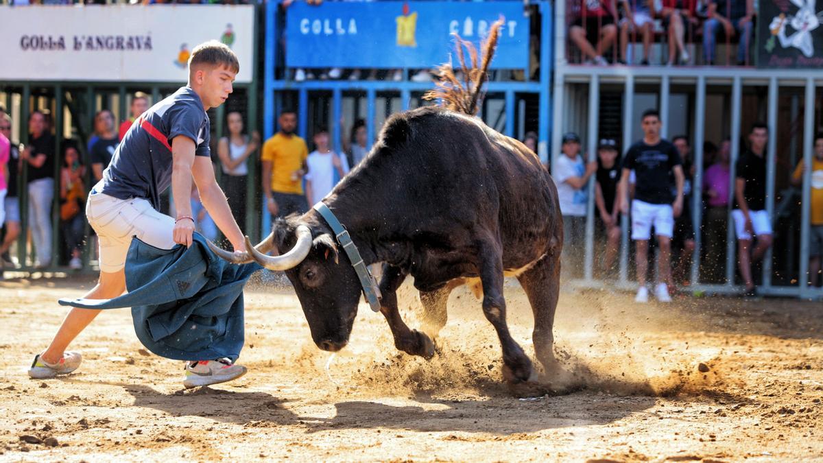 Una vaca de Hermanos Asensi intenta embestir a un joven corredor en la plaza.