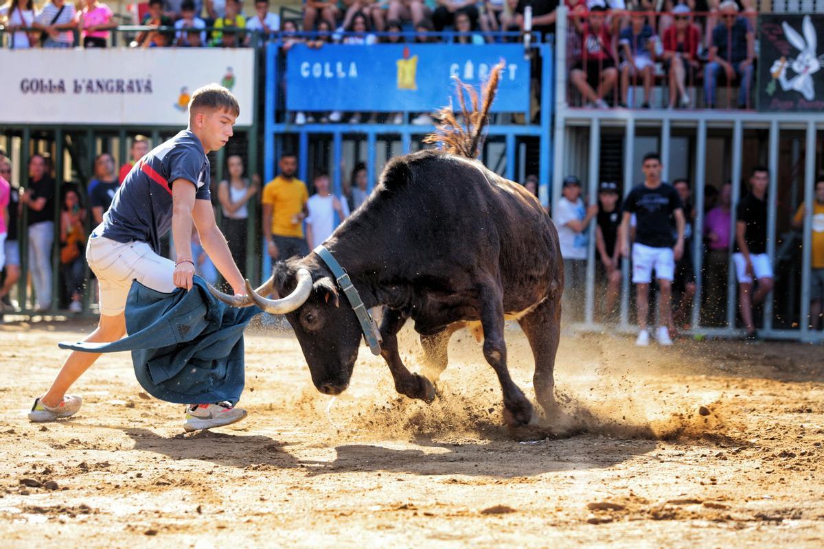 Una vaca de Hermanos Asensi intenta embestir a un joven corredor en la plaza.