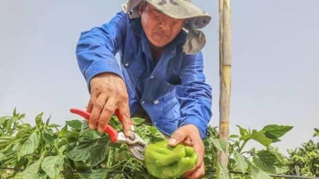 Un agricultor corta un pimiento protegido de los insectos por matorrales.