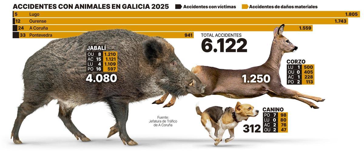 Accidentes con animales en Galicia