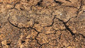 Antics organismes marins podrien generar nous terratrèmols