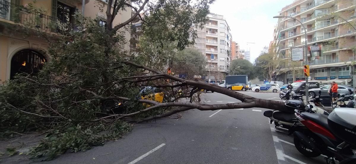 Las fuertes rachas de viento han provocado la caida de un árbol en una calle de Barcelona.