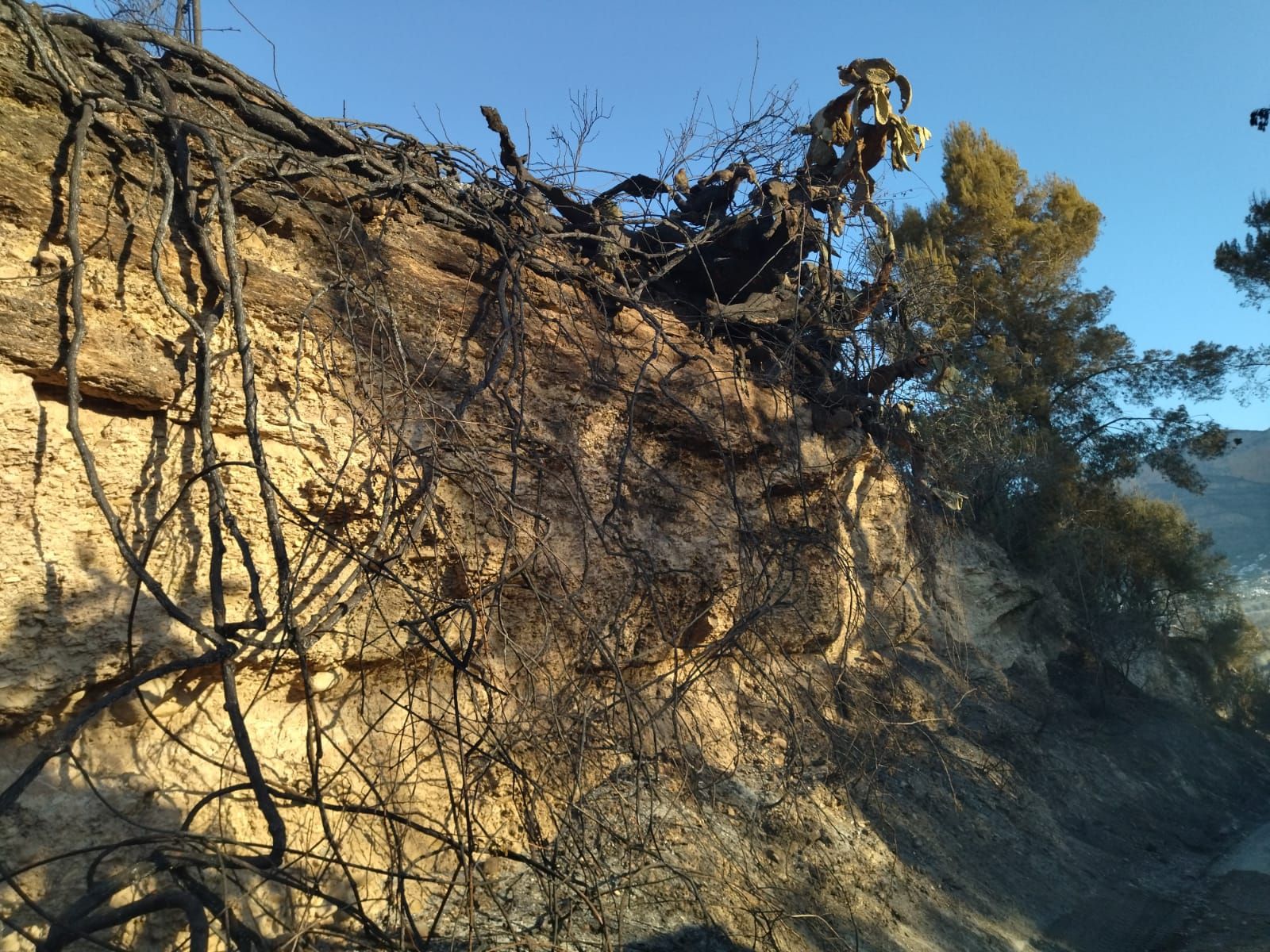 El valle agrícola del Montgó, reducido a cenizas (imágenes)