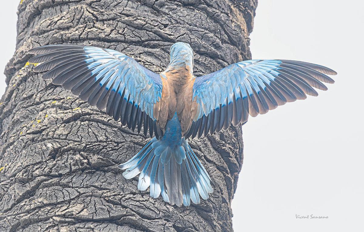 Cavaller (Coracias garrulus), un ocell que nidifica al nostre palmerar i que tot just acaba d’arribar d’Àfrica.