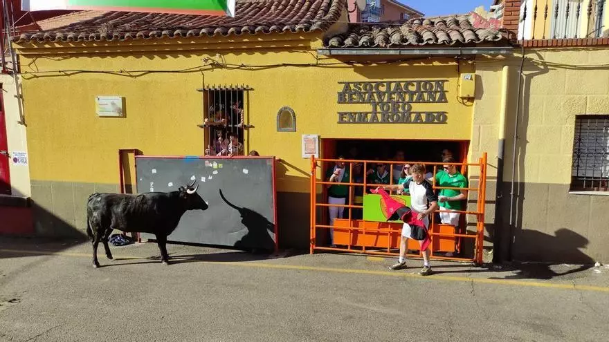 VÍDEO | XIX Vaca de la Sangría organizada por la Peña NTE para las Fiestas del Toro de Benavente