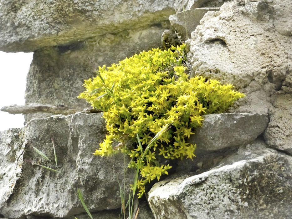 Crespinells. Aquestes plantes creixen en terres pedregosos o poc profundes i les seves flors són d'un groc viu. Floreixen de juny a juliol.