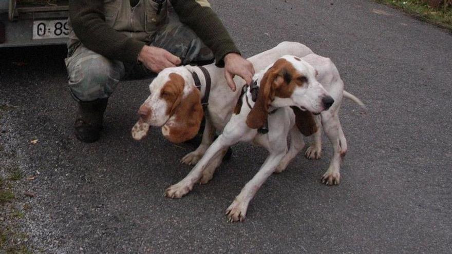 Sobrescobio acoge el sábado su primer concurso de perros de rastro, con 63  participantes - La Nueva España