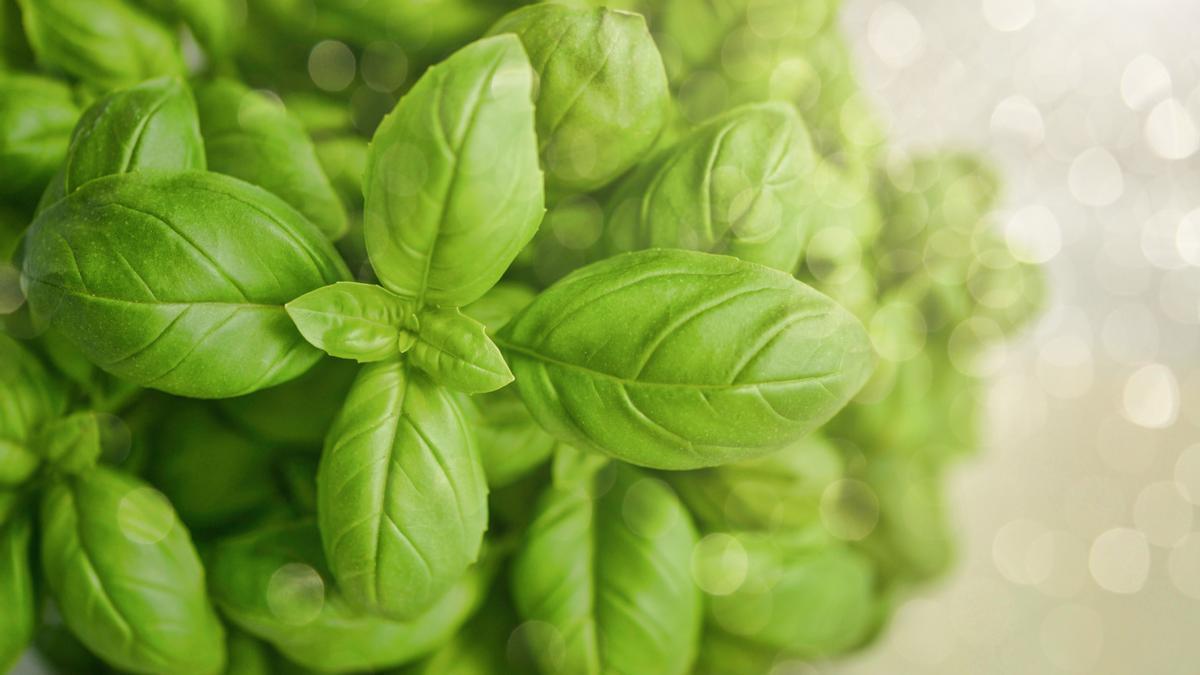 La albahaca es una gran planta antimosquitos.