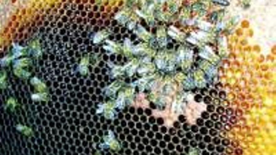 Los apicultores alertan del repunte de la mortandad de las abejas