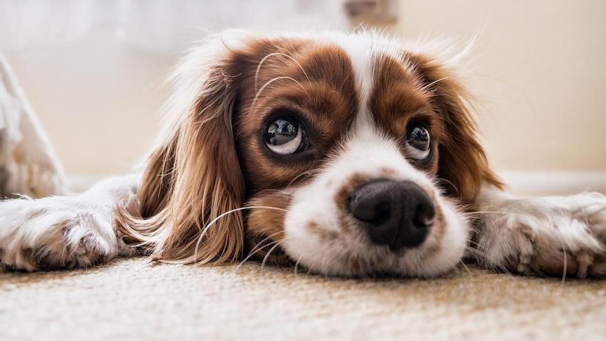 Perros hogareños: estas son las razas de perros que más tranquilas para tener en casa