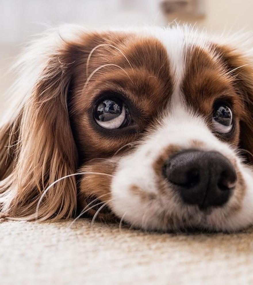 Perros hogareños: estas son las razas de perros que más tranquilas para tener en casa
