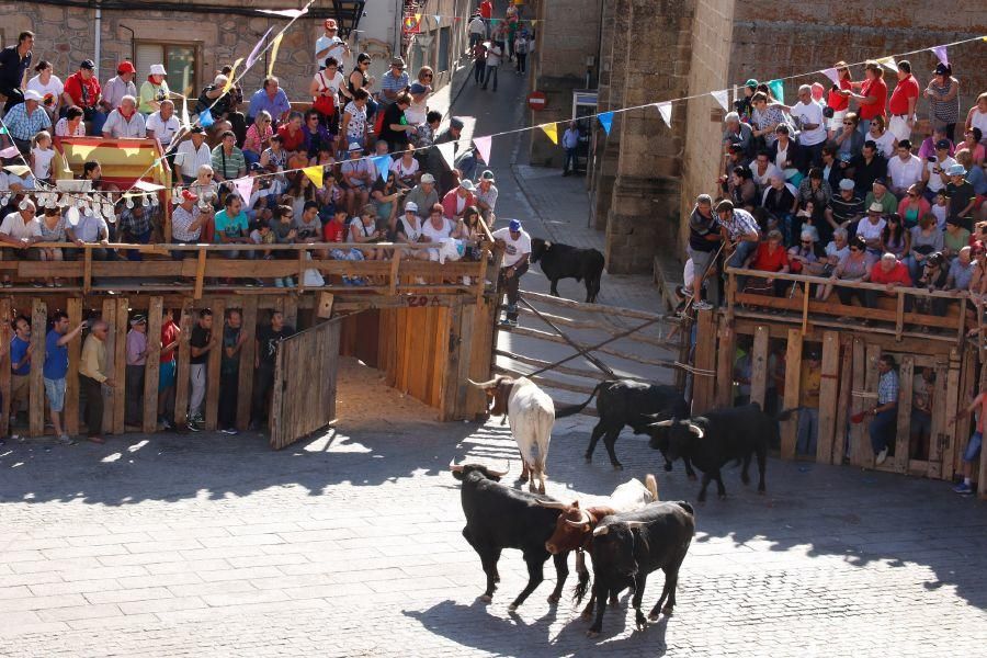 Fiestas en Zamora: Último encierro en Fermoselle