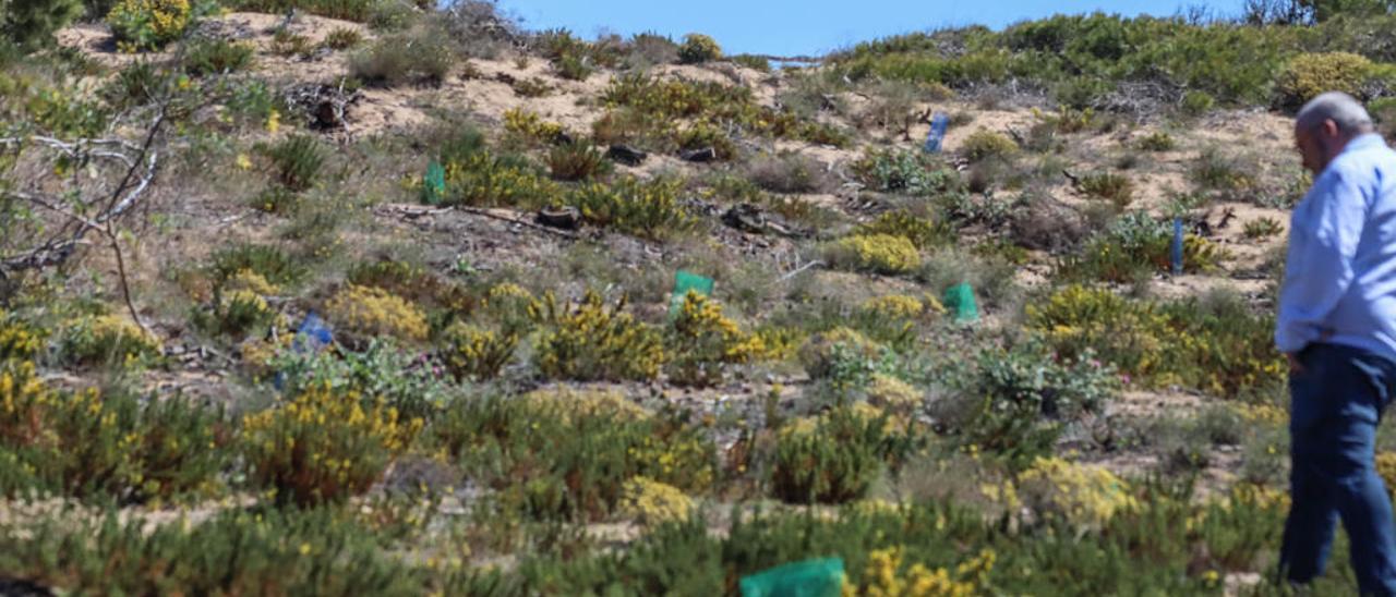 Imagen de la zona de replantación de enebro de las dunas, en un área del Molino del Agua afectada en su día por un incendio.