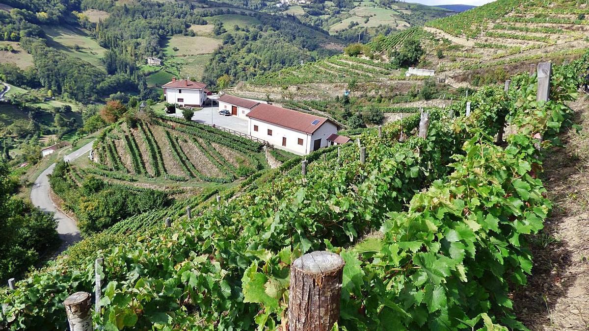 Viñedo y bodega de Antón Chicote, uno de los enclaves por los que pasará la ruta. | D. Á.