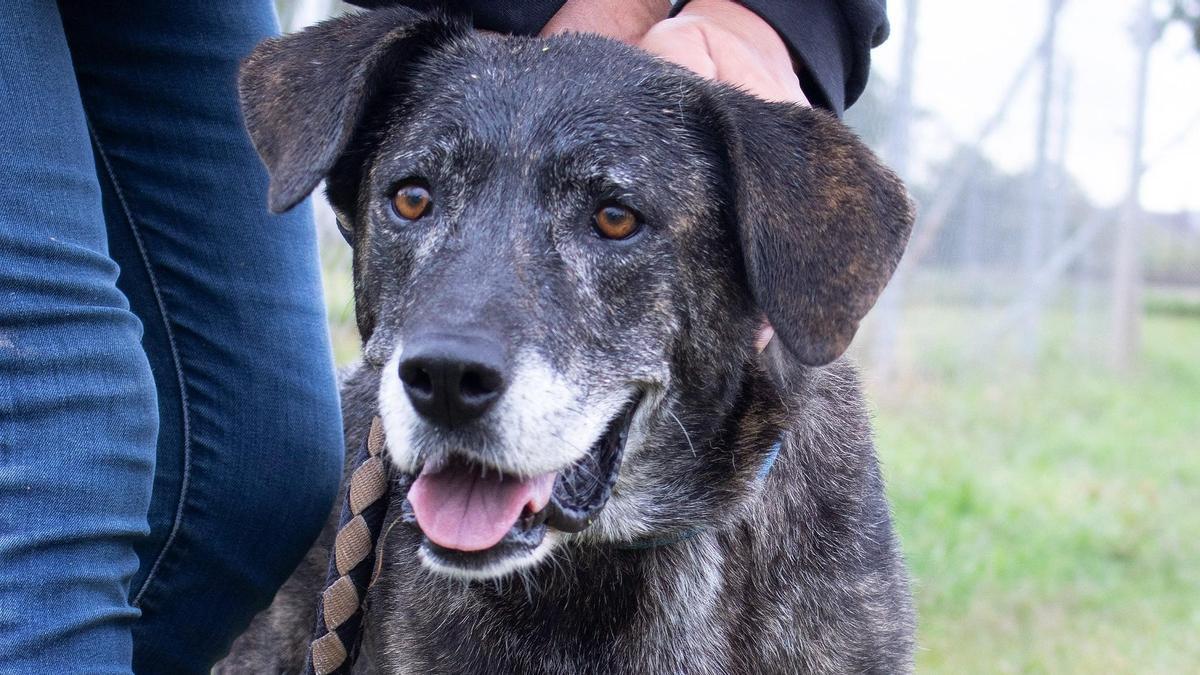 Piedraluna es una hembra que lleva años esperando una adopción en el refugio de Modepran.