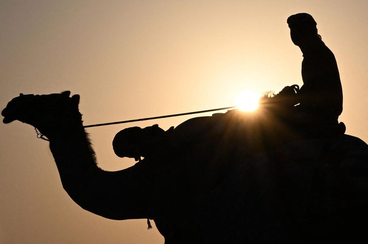 Carrera de camellos con jinetes-robot en Al Sheehaniya (Doha).