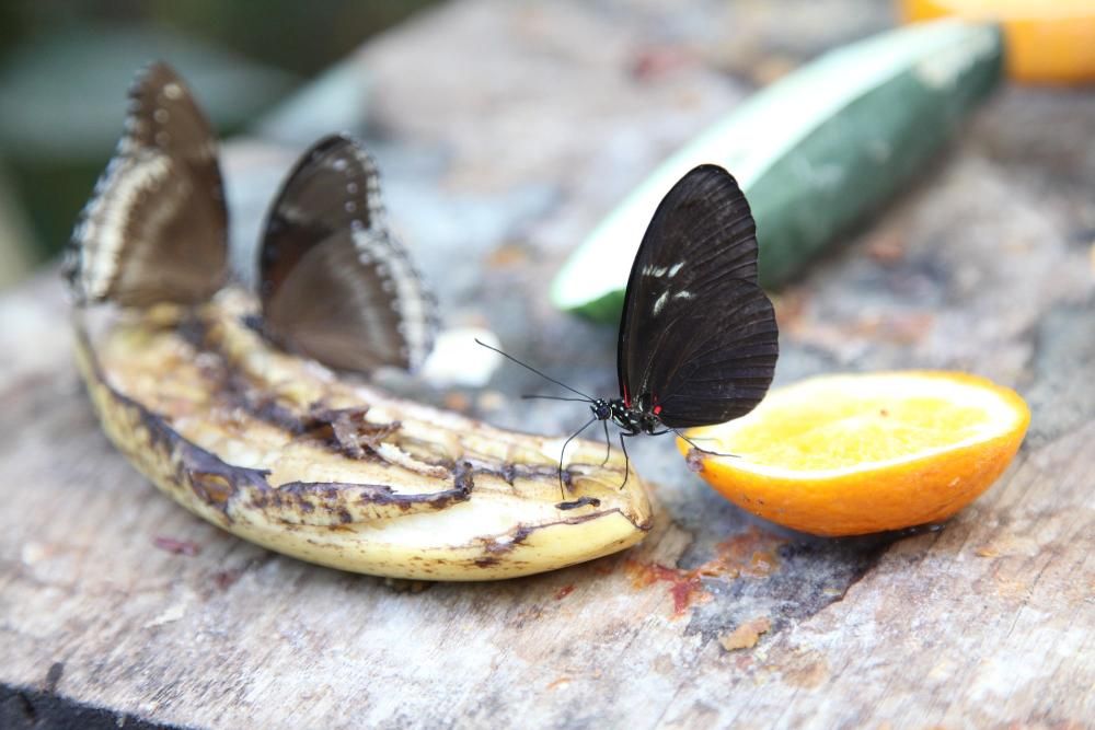 El Butterfly Park dona refugi a tres noves aus d'un zoològic que se'n va desprendre