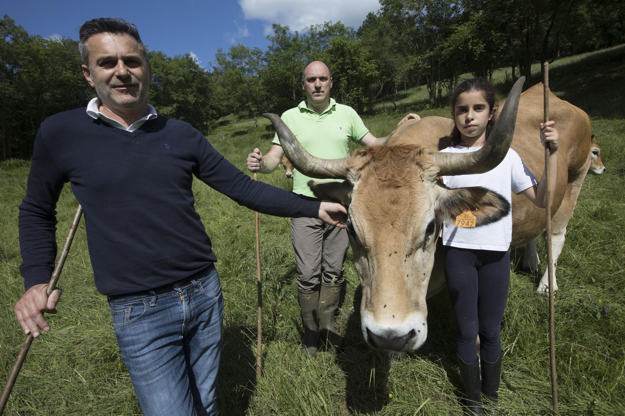 EN IMÁGENES: vacas de ciudad a pocos kilómetros de la calle Uría