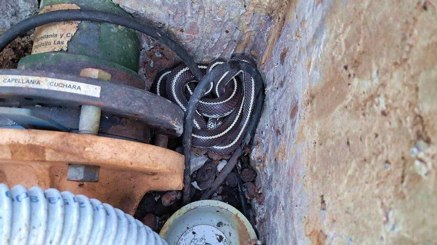 Detectan una culebra real en Valsequillo