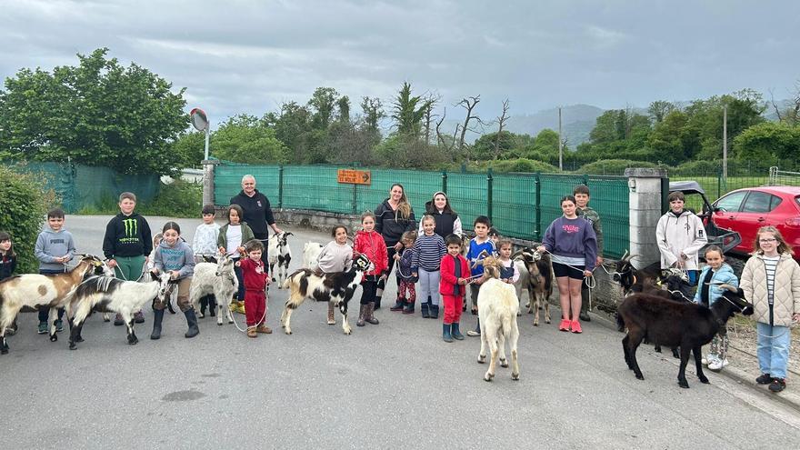 Ensayo con cabras de los “pequemanejadores” de Llanera, para el desfile de San Isidro