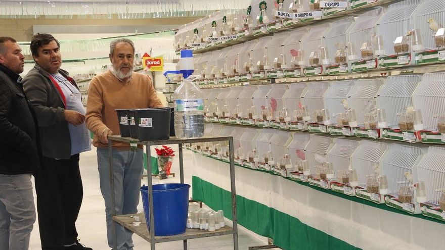 El Campeonato Andaluz de Ornitología reúne 2.500 ejemplares en Montilla