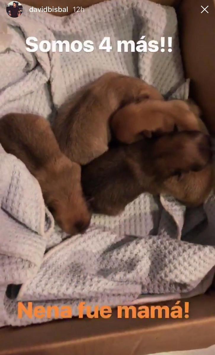 Los nuevos integrantes de la familia perruna de David Bisbal