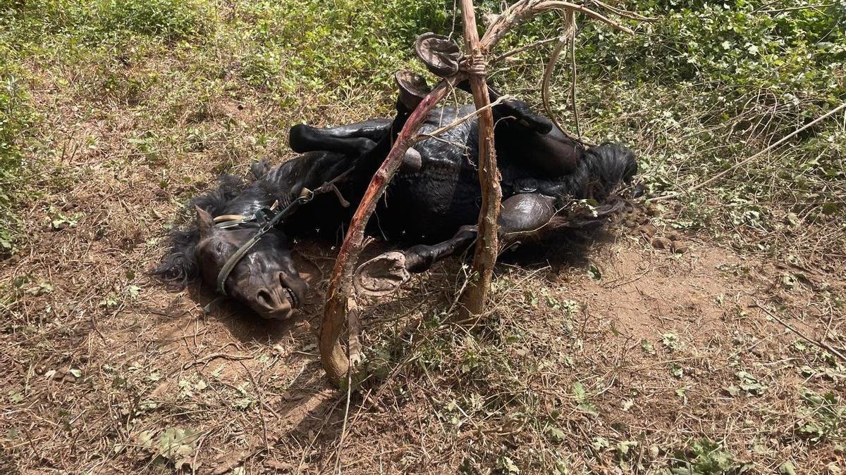 Así encontraron los agentes al caballo de Vilagarcía.