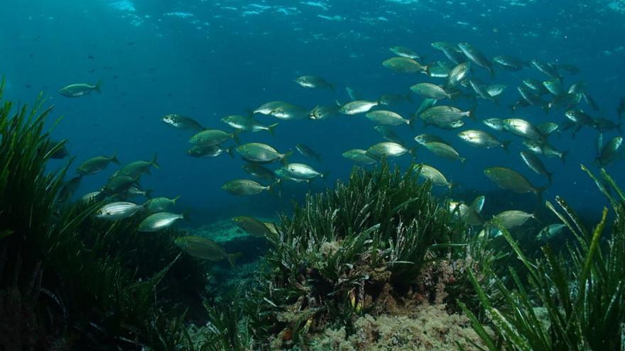 Las zonas marinas más profundas, más sensibles al cambio climático