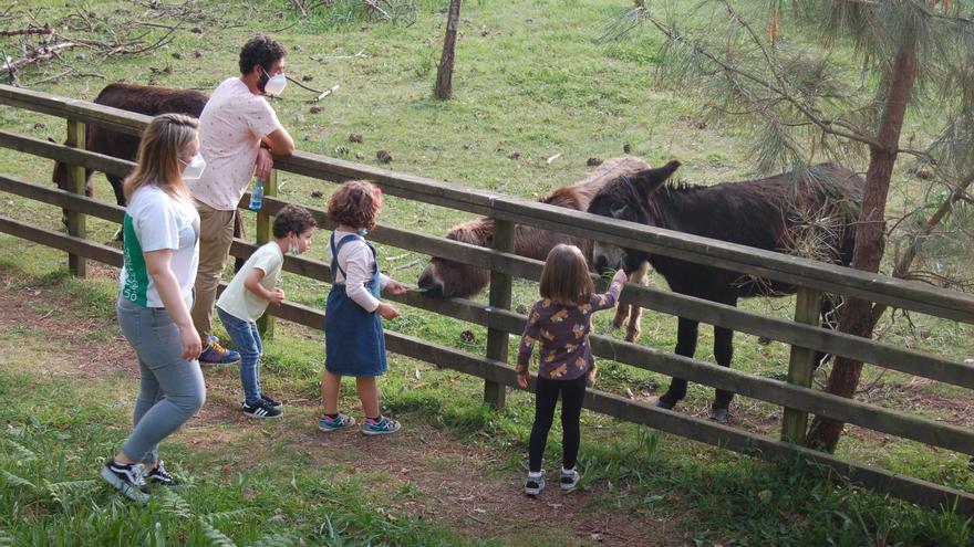 2021: Aniversario de los burros de &quot;fariña&quot; más ricos de España y de la muerte de Emilia Pardo Bazán