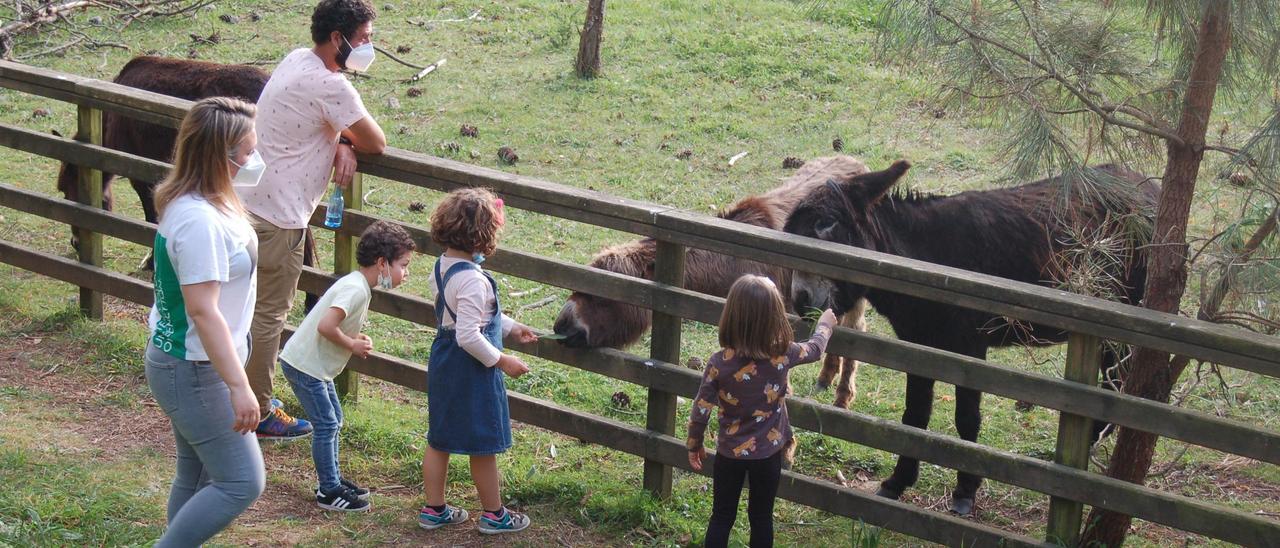 Una familia visitando a los burros &quot;fariñeiros&quot; que se alojan en A Toxa, el miércoles.