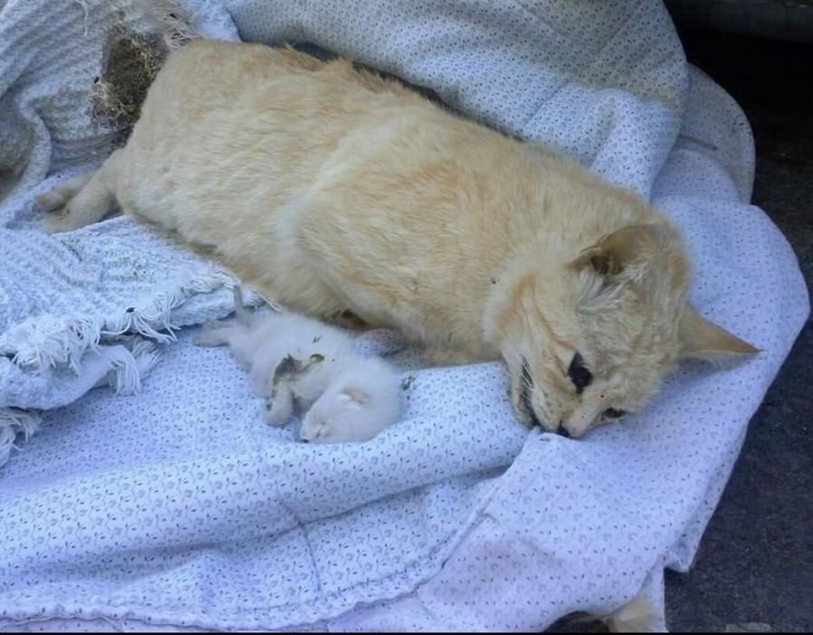 Tortura animal en el parque Requena