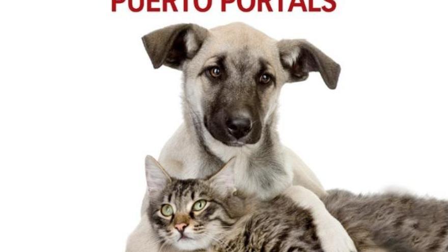 In Puerto Portals für herrenlose Hunde und Katzen spenden