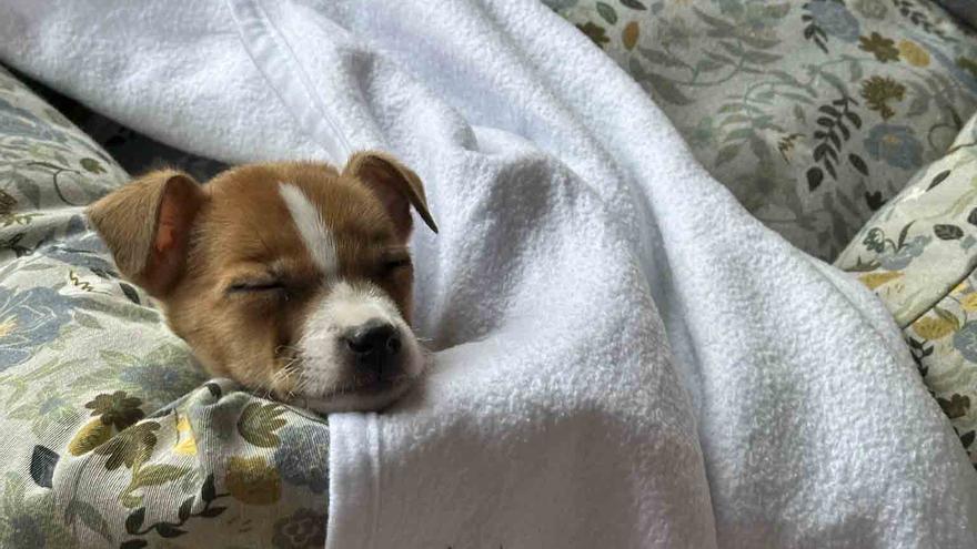 Una familia de Xàtiva adopta a la perrita abandonada en estado crítico en un contenedor