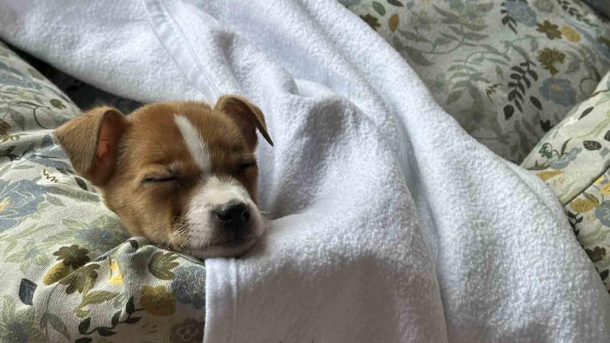 Adoptan a la perrita que apareció abandonada y en estado crítico en contenedor de Xàtiva