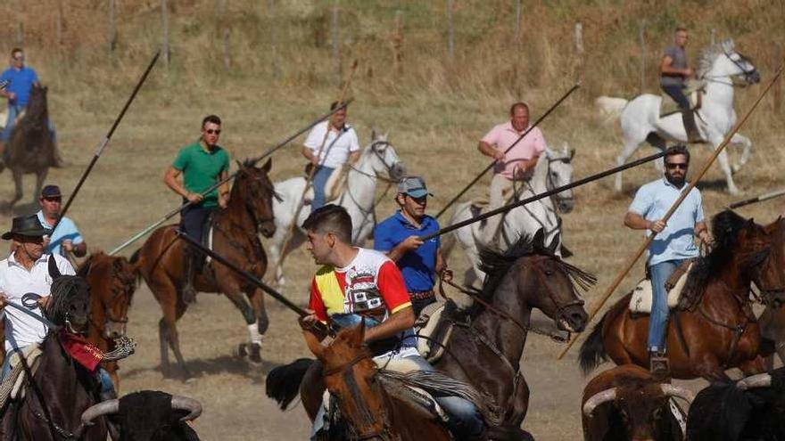 Toros y caballistas a la carrera por la pradera de La Vega.