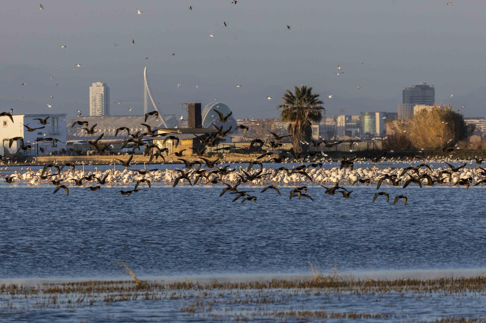 Flamencos, "moritos" y otras aves hibernan en l'Albufera