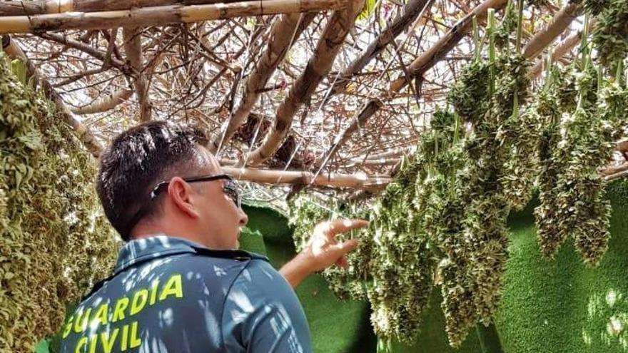 Intervienen 225 plantas de marihuana y 5 kilos de cogollos en Alburquerque