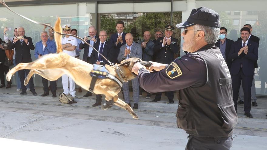 Seguridad deja sin unidad canina a la Policía de Alicante la mitad de los fines de semana