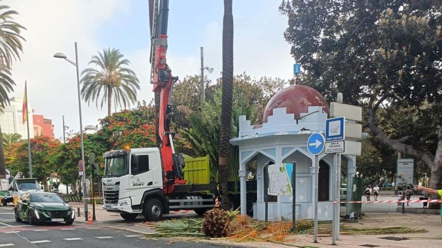Adiós a una de las palmeras junto al kiosco de San Telmo: su cogollo acaba en el suelo