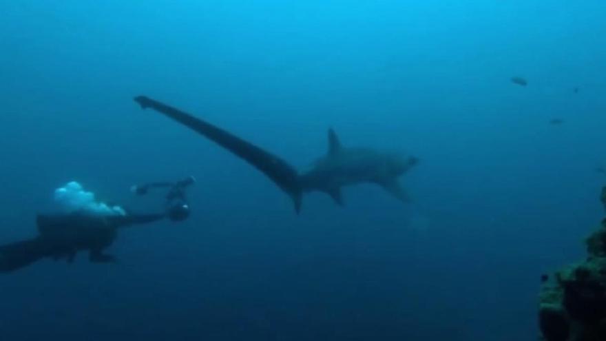 Impresionante encuentro entre unos submarinistas y un tiburón zorro en aguas de Lanzarote