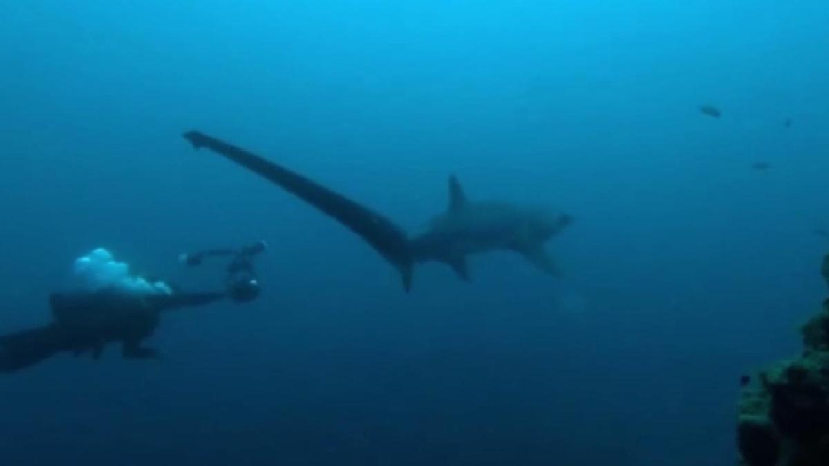 Impresionante encuentro entre unos submarinistas y un tiburón zorro en aguas de Lanzarote