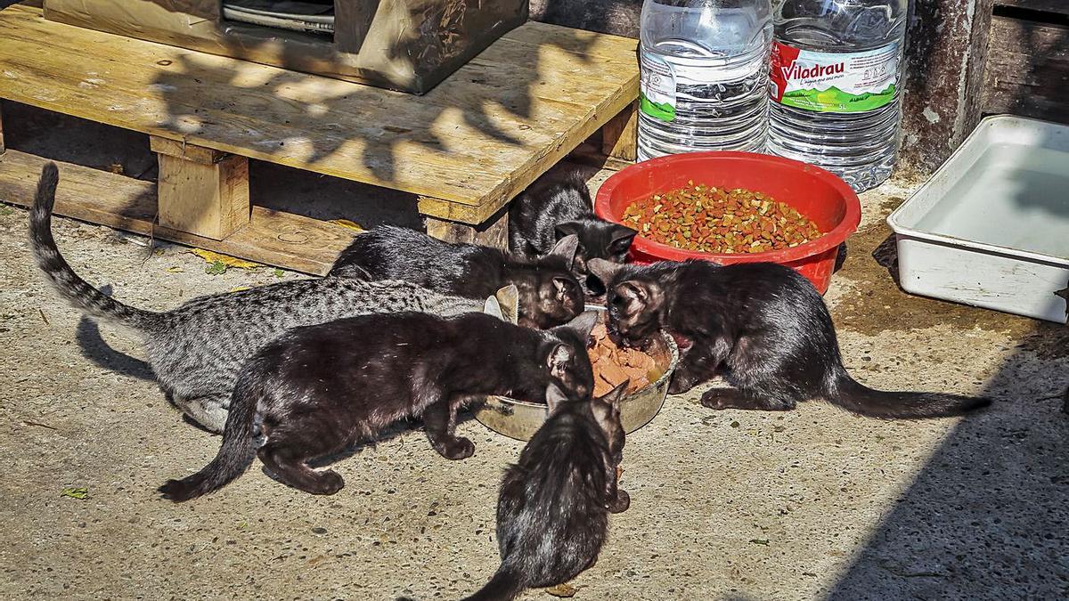 L’associació té cura d’una desena de colònies a la Jonquera | FALGUÉS FOTOGRAFIA