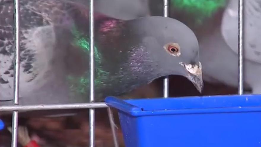 Una de las palomas mensajeras que han aparecido en Asturias y Galicia