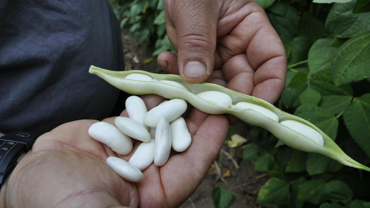 Faba asturiana.