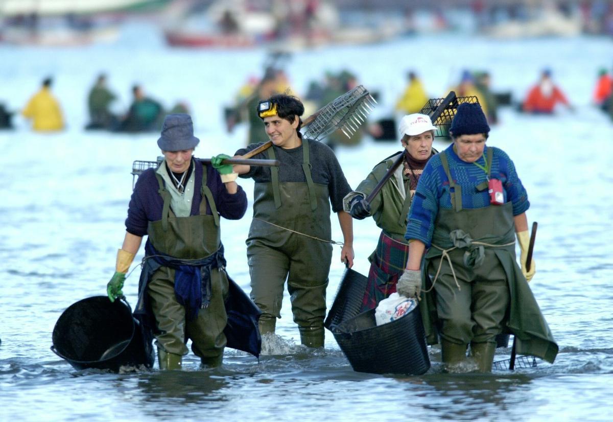 La crisis climática y la contaminación, entre las causas del dramático descenso del número de berberechos, almejas y mejillones en Galicia según The Guardian